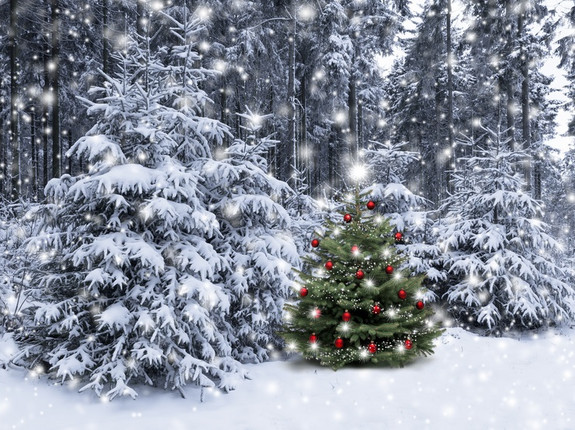 Foto für Gemeinde sucht Christbäume