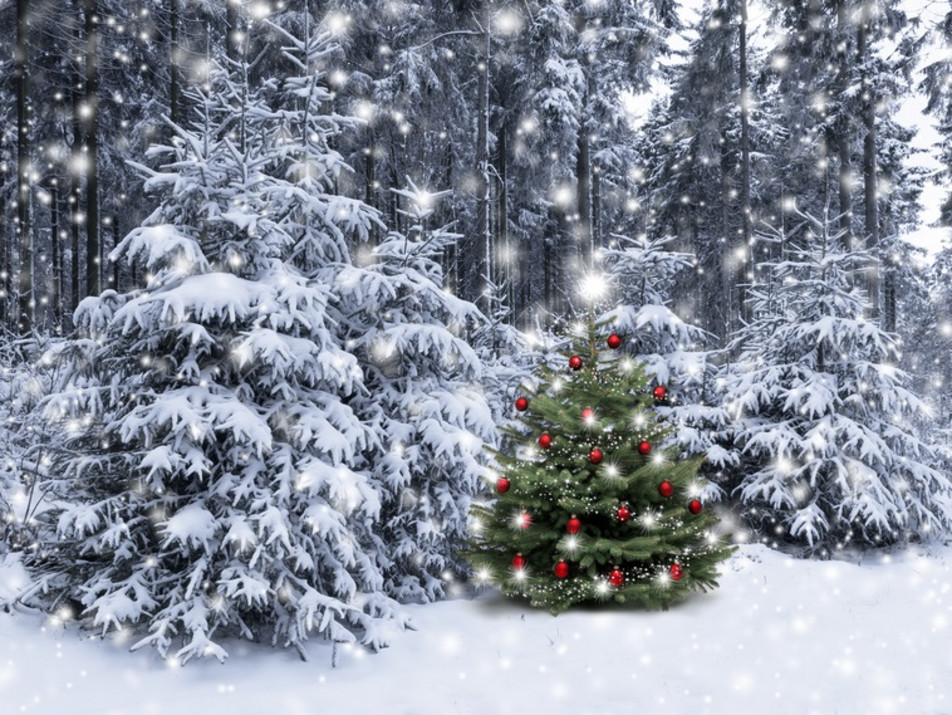 Foto für Gemeinde sucht Christbäume