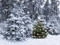 Foto für Gemeinde sucht Christbäume